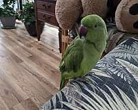 young-bird