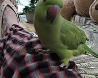 young-ringneck-parakeet-for-sale