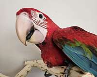 macaw-for-sale-in-piedmont-sc