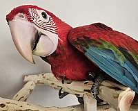 female-bird-for-sale-in-piedmont-sc