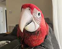 baby-bird