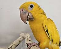 golden-conure-for-sale-in-piedmont-sc