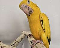young-bird-for-sale-in-piedmont-sc