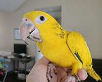golden-conure-for-sale