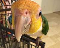 caique-for-sale