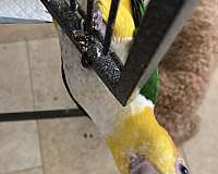 medium-bird-for-sale