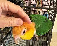 medium-caique-for-sale
