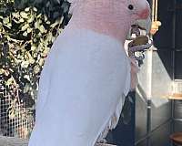 tame-bird-for-sale-in-riverside-ca