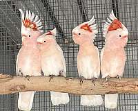 pet-bird-for-sale-in-riverside-ca