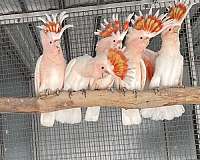 cockatoo-for-sale