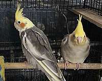 medium-bird-for-sale-in-bensalem-pa