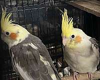 companion-bird-for-sale-in-bensalem-pa