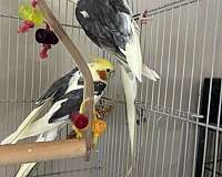 cute-bird-for-sale-in-bensalem-pa