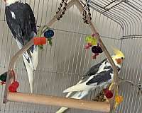 exotic-bird-for-sale-in-bensalem-pa