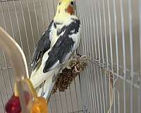 fancy-bird-for-sale-in-bensalem-pa