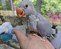 blue-bird-for-sale-in-clifton-park-ny