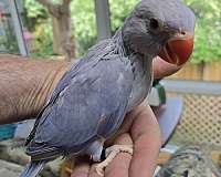 baby-bird-for-sale-in-clifton-park-ny