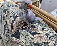 female-bird-for-sale-in-clifton-park-ny