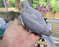 ringneck-parakeet-for-sale