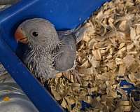 ringneck-parakeet-for-sale-in-clifton-park-ny