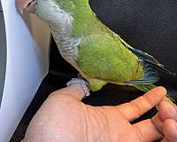conure-parrot-for-sale-in-whitestone-ny