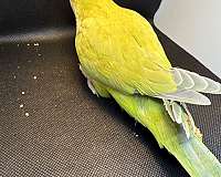 parakeet-for-sale-in-whitestone-ny