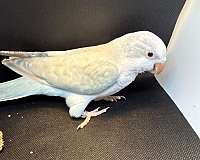 parakeet-for-sale