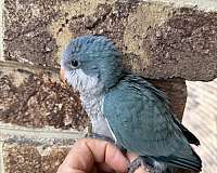 baby-bird