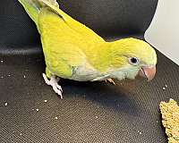 baby-parakeet-for-sale