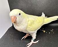 baby-conure-for-sale