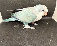 conure-for-sale