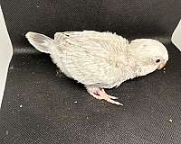 baby-bird