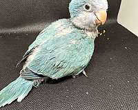 green-cheek-conure-for-sale
