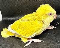 parrot-for-sale