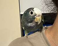 pionus-parrots-white-capped-parrots-for-sale-in-miami-fl