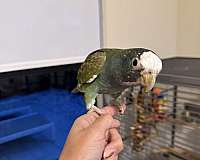 white-pionus-parrots-white-capped-pionus-parrots-for-sale