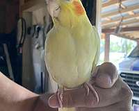 cockatiel-for-sale