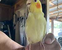 cockatiel-for-sale-in-inverness-fl