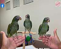 white-capped-pionus-parrots-for-sale-in-austin-tx