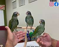 green-white-bird-for-sale-in-austin-tx