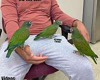 medium-green-white-bird-for-sale