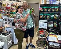 homing-brown-necked-poicephalus-parrots-for-sale
