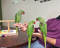 brown-necked-poicephalus-parrots-for-sale-in-austin-tx