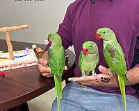 cute-brown-necked-poicephalus-parrots-for-sale