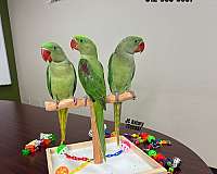 house-trained-brown-necked-poicephalus-parrots-for-sale