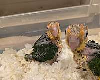 caique-parrot-for-sale-in-lake-view-terrace-ca