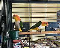 bird-parrot-for-sale-in-lake-view-terrace-ca