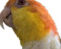 medium-bird-for-sale-in-lake-view-terrace-ca