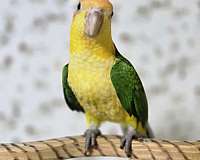 companion-caique-white-bellied-caique-for-sale