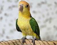 caique-for-sale